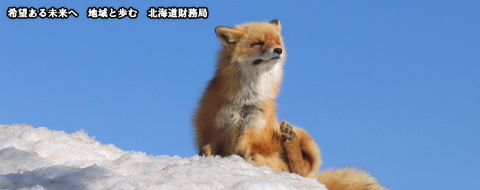 キタキツネの写真です。希望ある未来へ地域と歩む北海道財務局